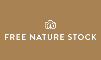 immagini gratis free nature stock